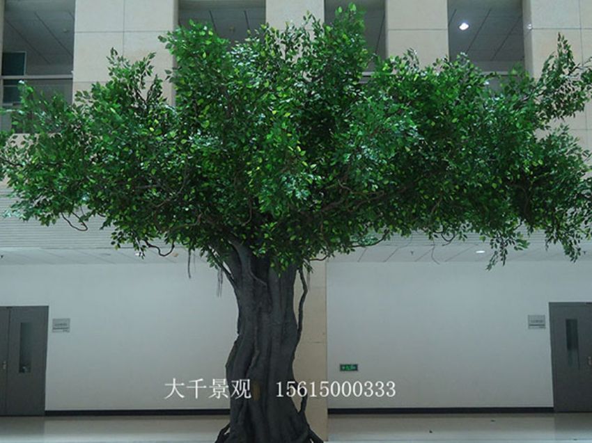點擊查看詳細信息<br>標題：室內榕樹 閱讀次數：1373
