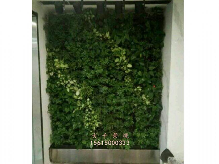 點擊查看詳細信息<br>標題：綠植墻 閱讀次數：2040