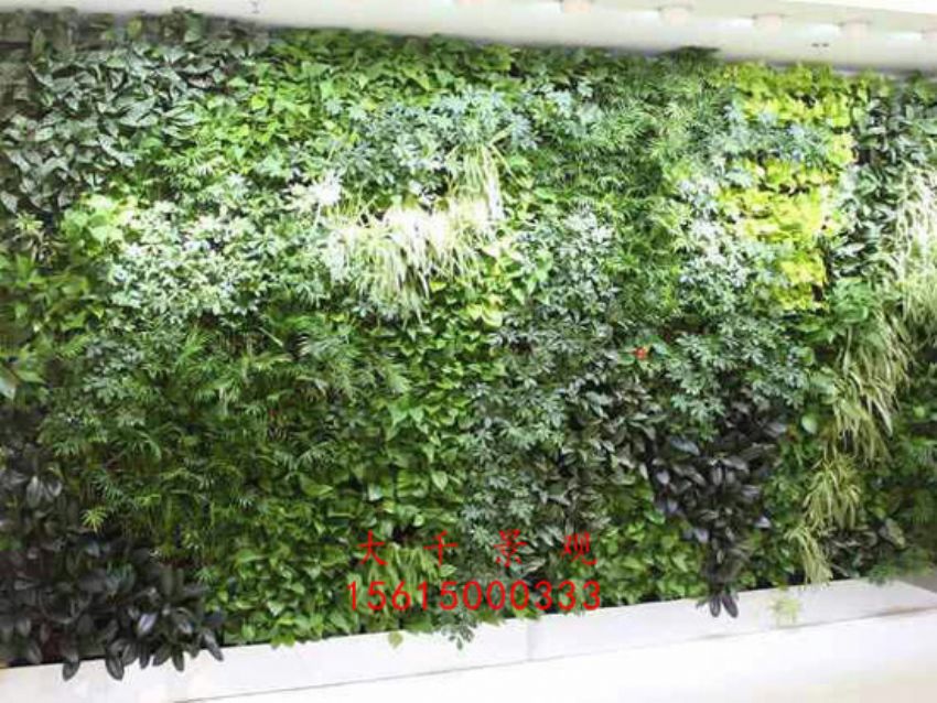 點擊查看詳細信息<br>標題：綠植墻 閱讀次數：2328